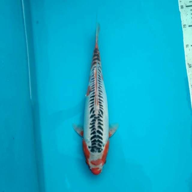 Shusui 36cm # w.a 0823_3399_5647