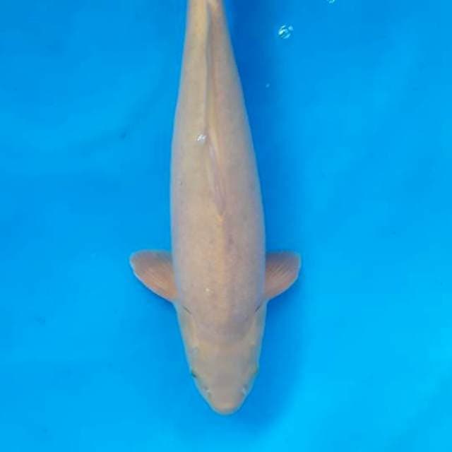 Karasi Dainichi certi breeder