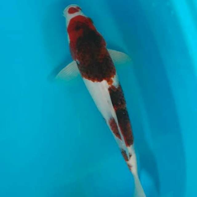 Goromo