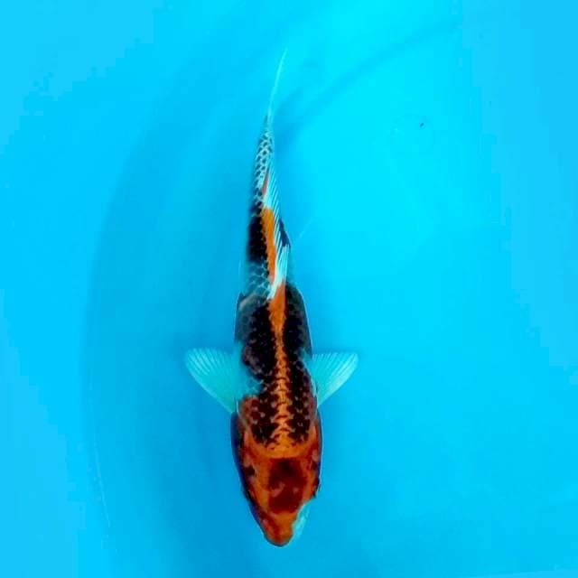 KUJAKU ORANGE SPESIAL - 24CM