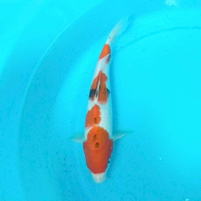 SANKE - 27CM