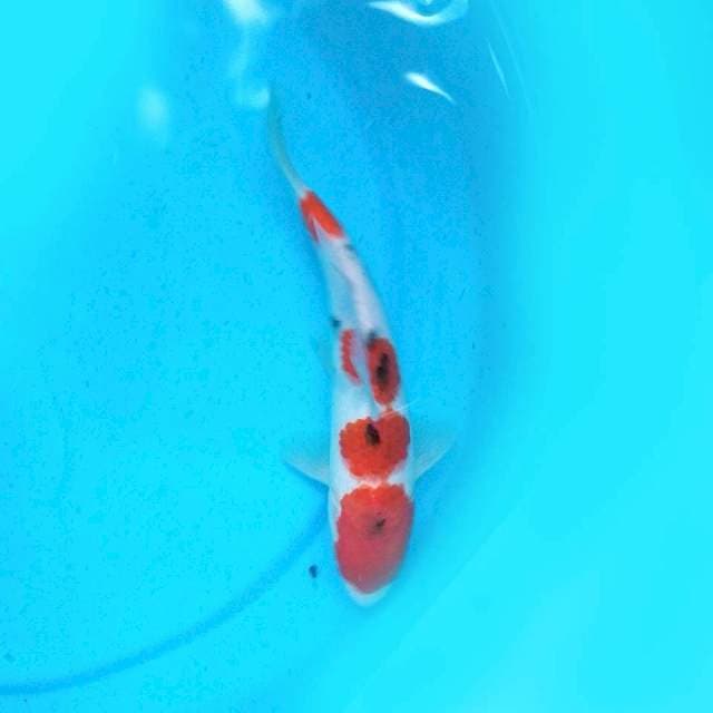 CALON - 22CM