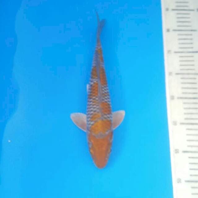 Ochiba male 30 cm