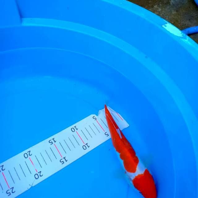 Kohaku Doitshu