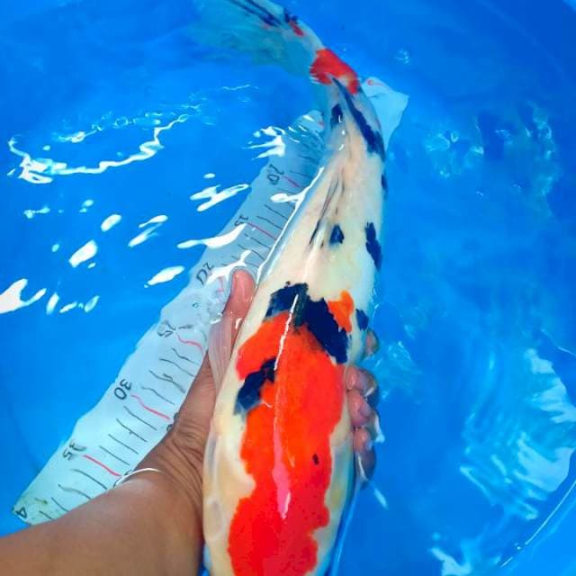 Sanke 48cm
