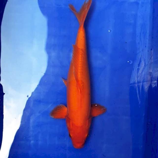 BENIGOI DOITSU