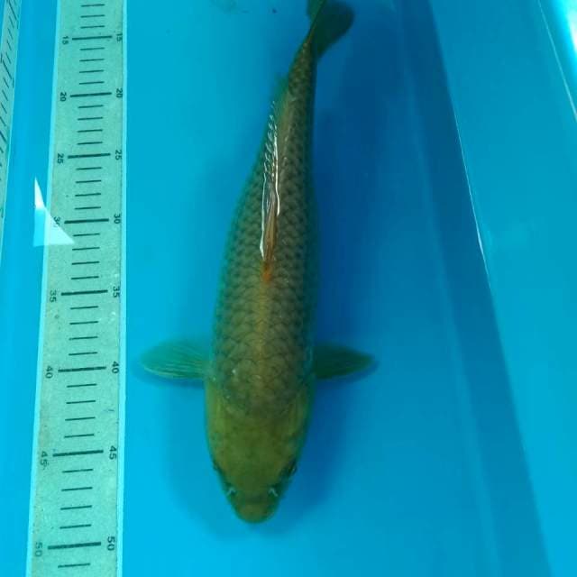 Midori Buto Ijo 38 cm