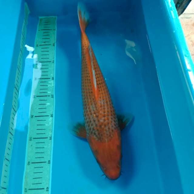 Aka Matsuba 43 cm