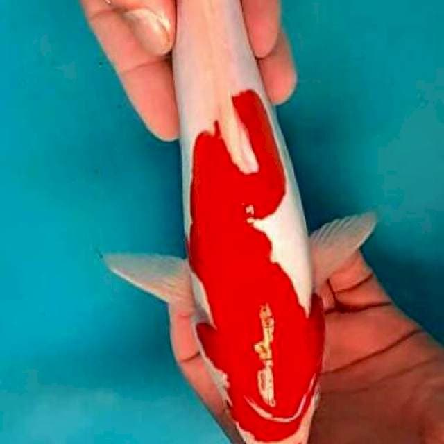 Kohaku 