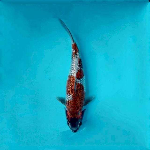 Ochiba gindrin 30cm