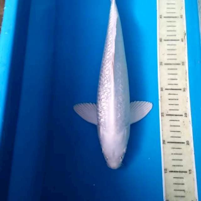 PLATINUM MALE