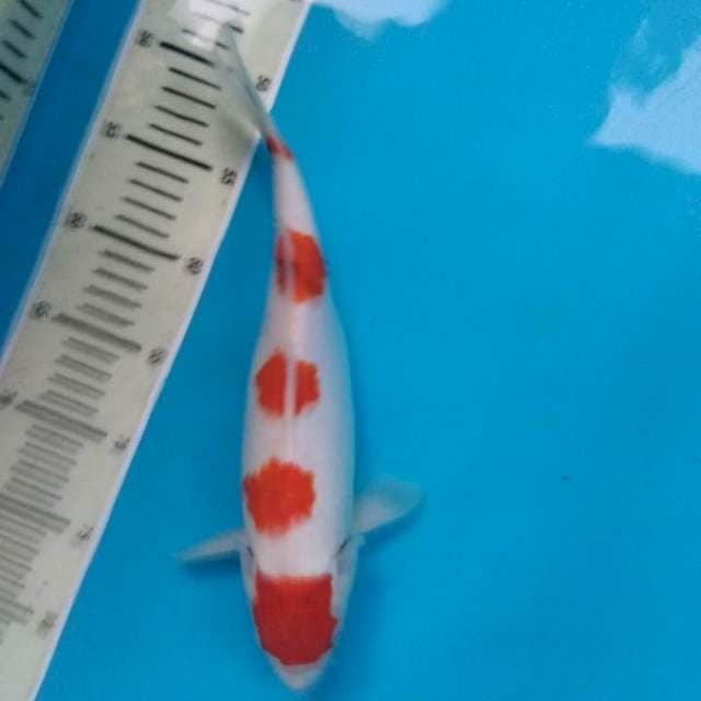 Sanke 32 cm