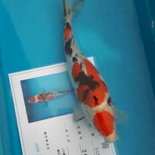 Sanke serti Tamaura