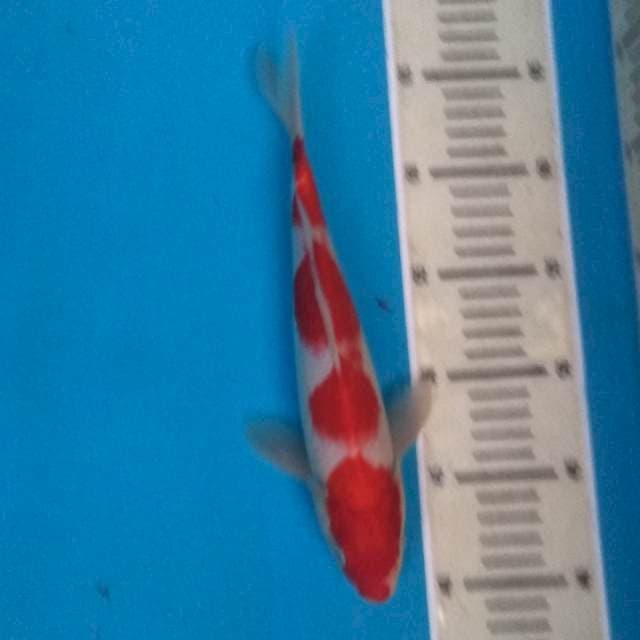 Kohaku