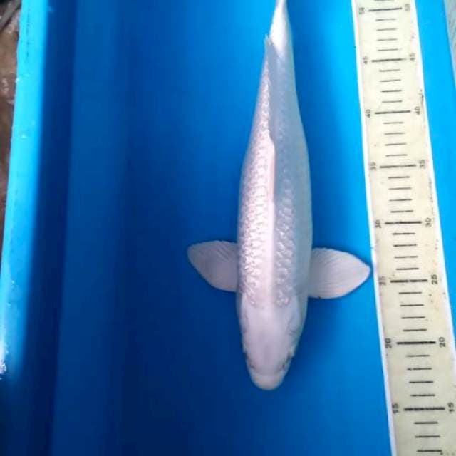 PLATINUM MALE