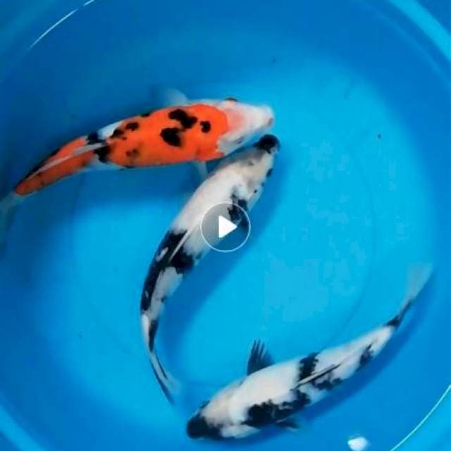 25,26cm Showaaro