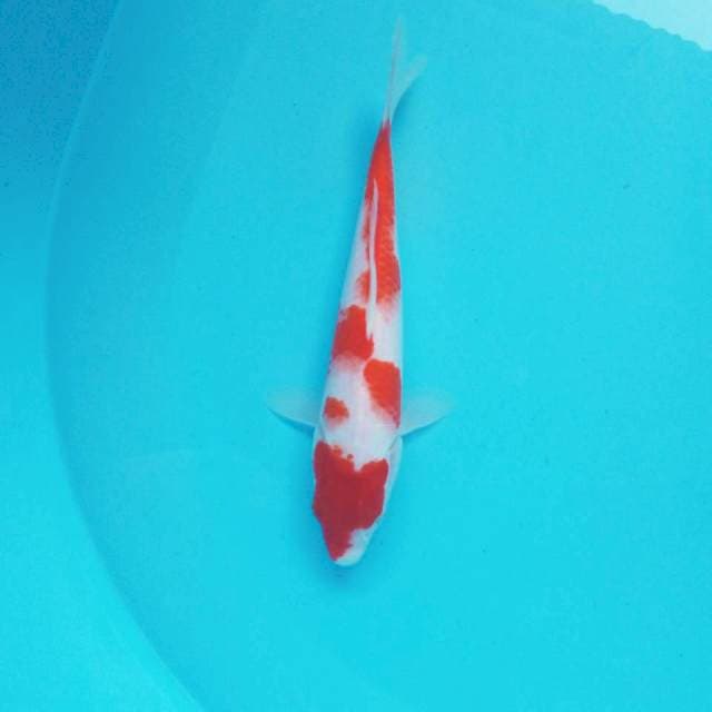 6. Kohaku || 25 cm