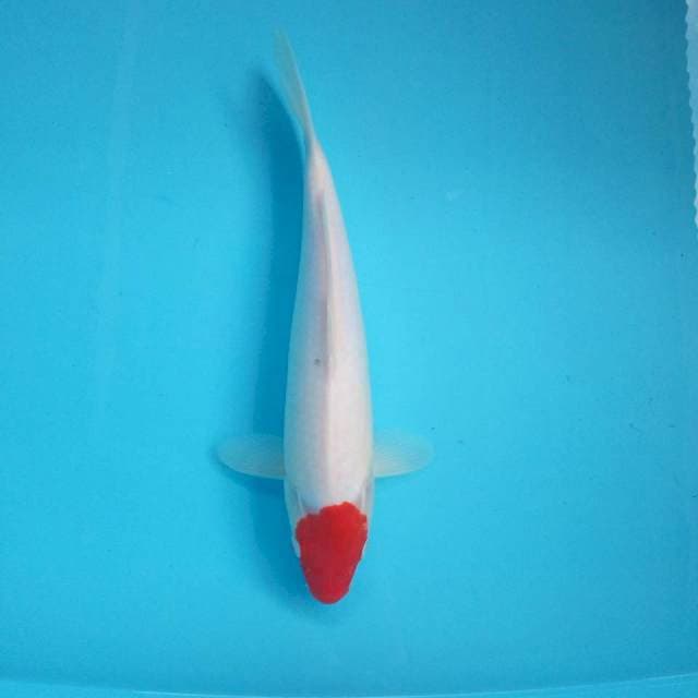 8. Tancho Kohaku || 33 cm