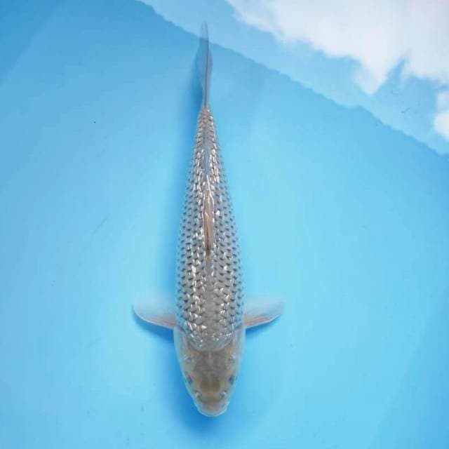 10. Chagoi Tembaga || 30 cm