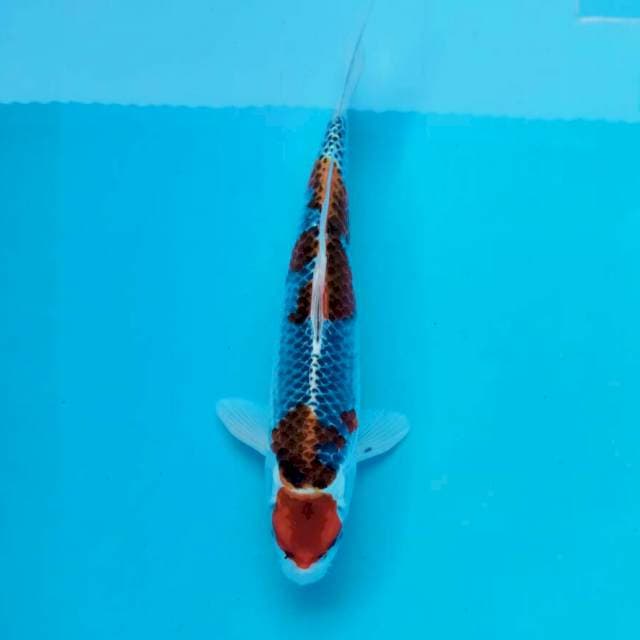 Maruten goshiki jrengg*34cm