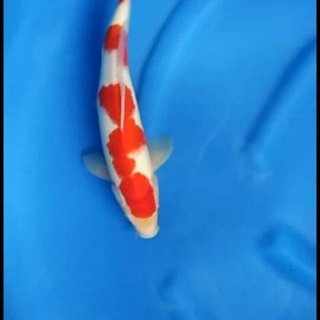 F1 kohaku sakai