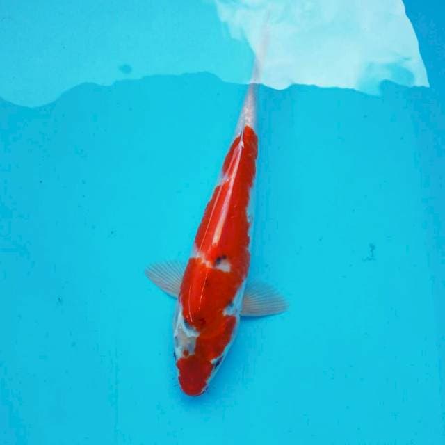 Inazuma ghos*27cm ciamix