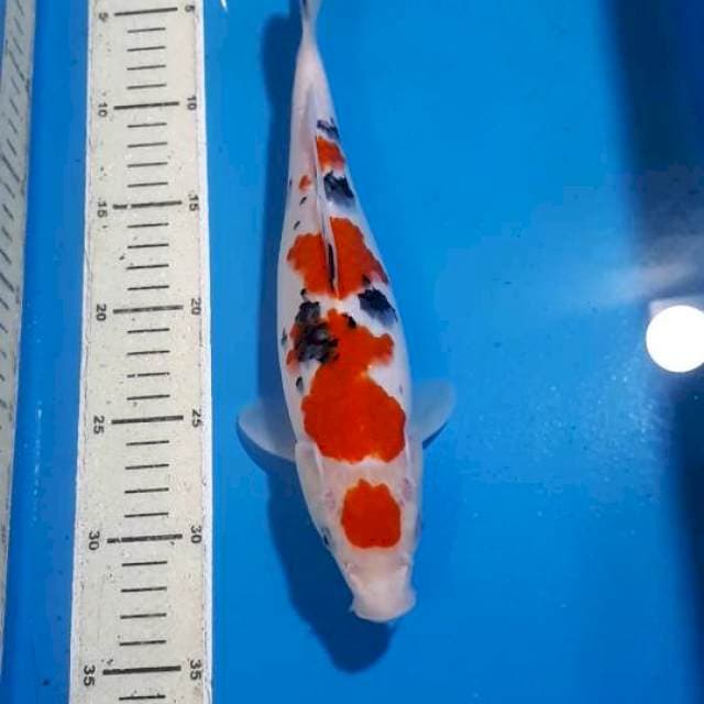 MARUTEN SANKE 29 CM