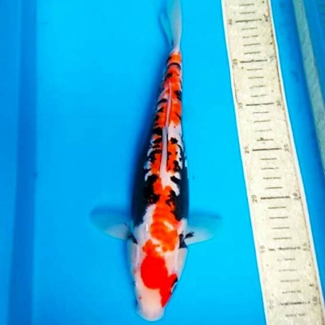 Beni kumon 33cm