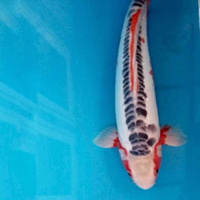 Shusui 38cm