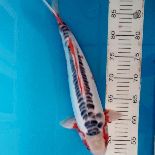Shusui 38cm