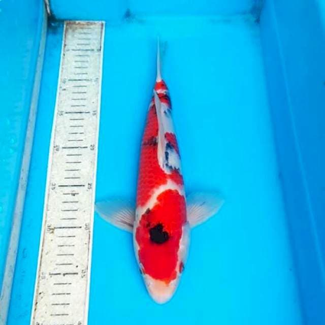 Sanka 34cm