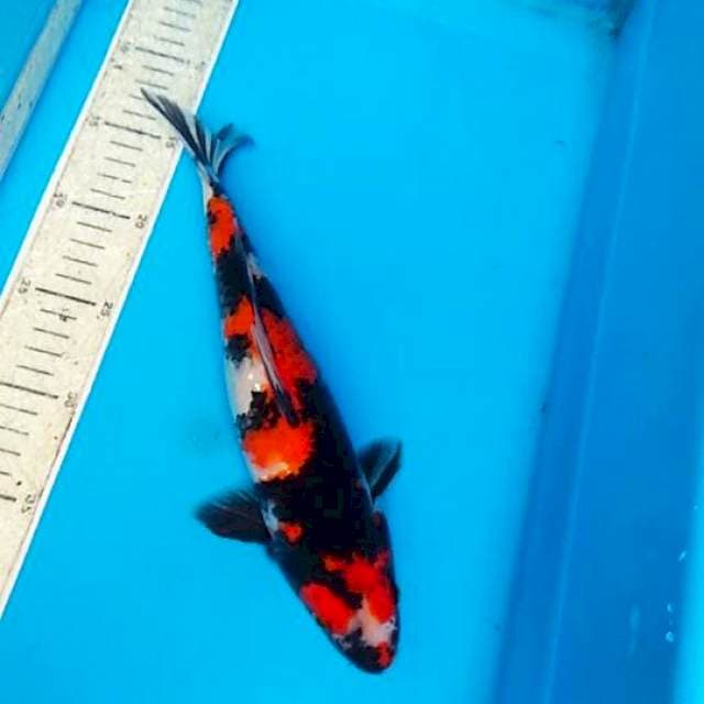 Showa 30cm