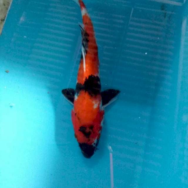 Showa 24 cm