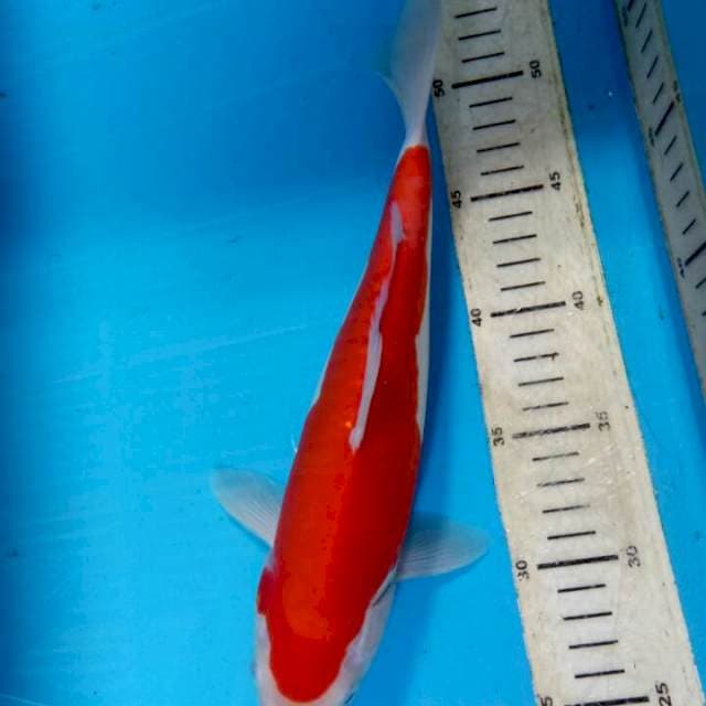 Omoyo kucibeni doitsu murni 29cm