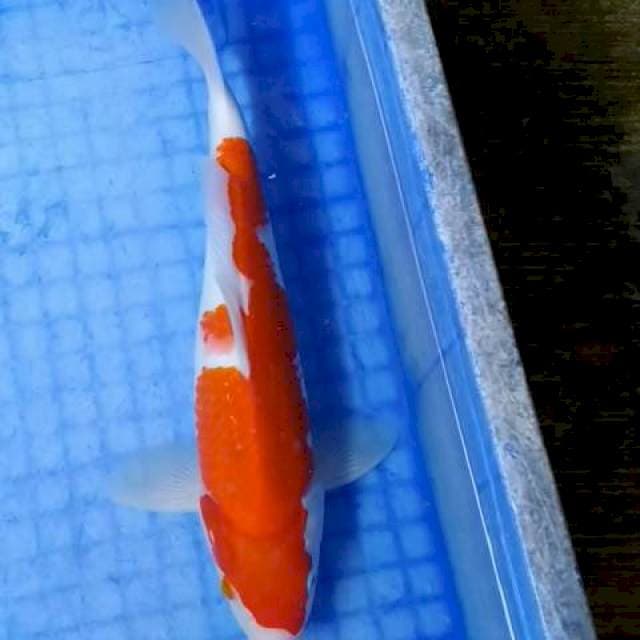 Kohaku 28cm