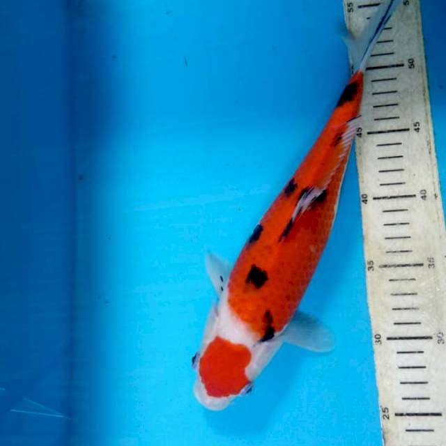 Maruten kasanezumi 31 cm