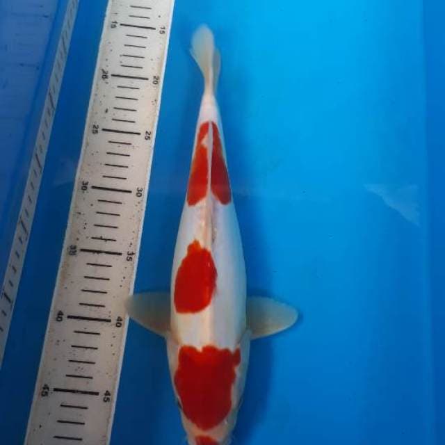Kohaku doit male 32cm