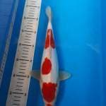 Kohaku doit male 32cm