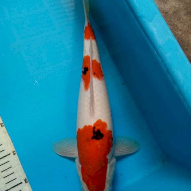 Taisho sanke sandan 36cm