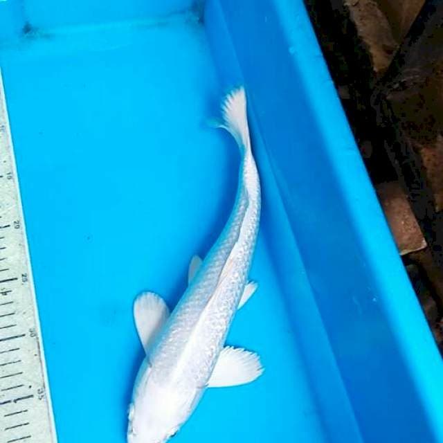 Platinum 35cm