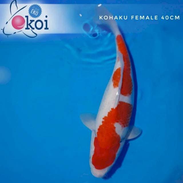 Kohaku nidan 40cm female