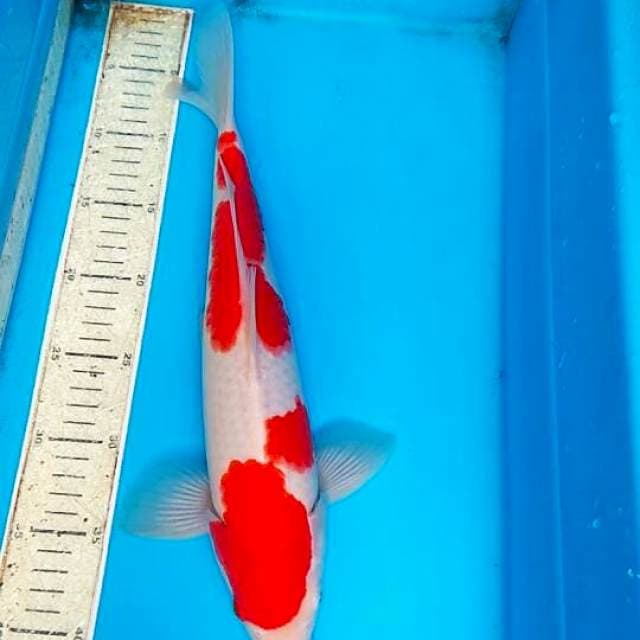 Kohaku 38cm