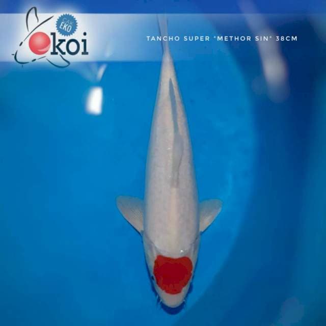 Tancho 38cm "mthor shin" male