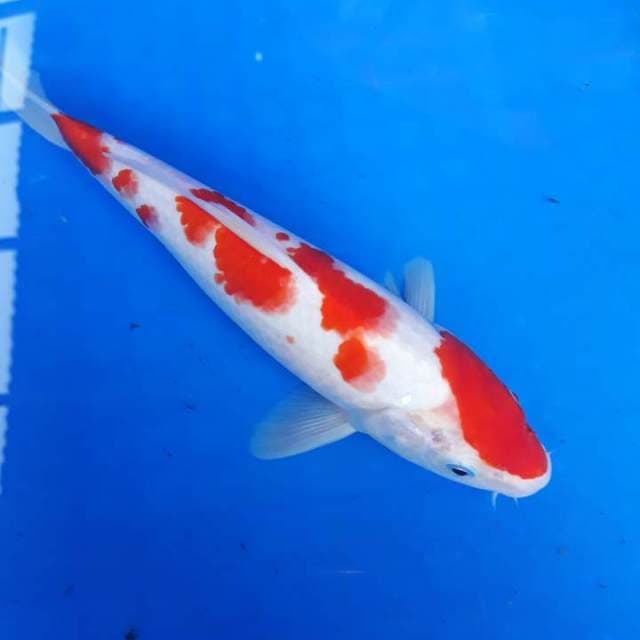 Kohaku menawan