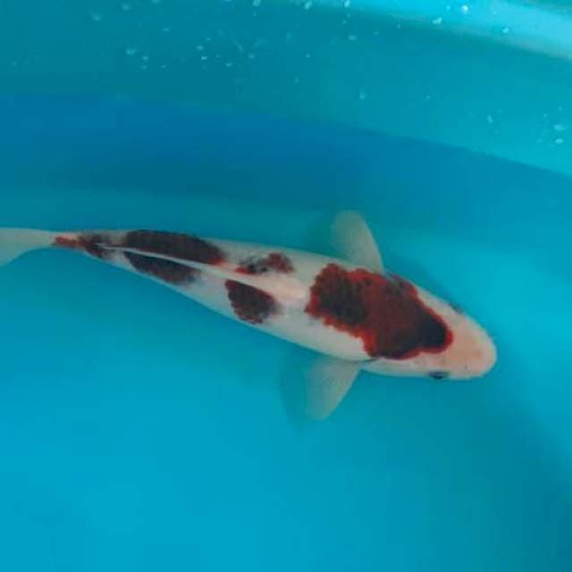 Goromo