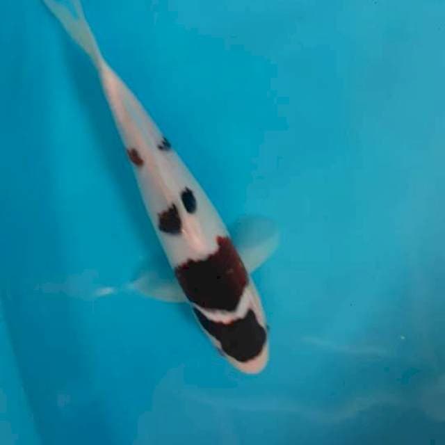 Goromo