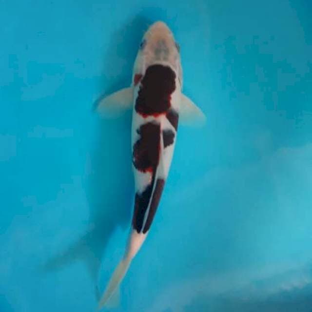 Goromo