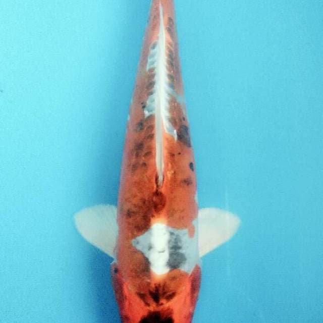 Benikiko