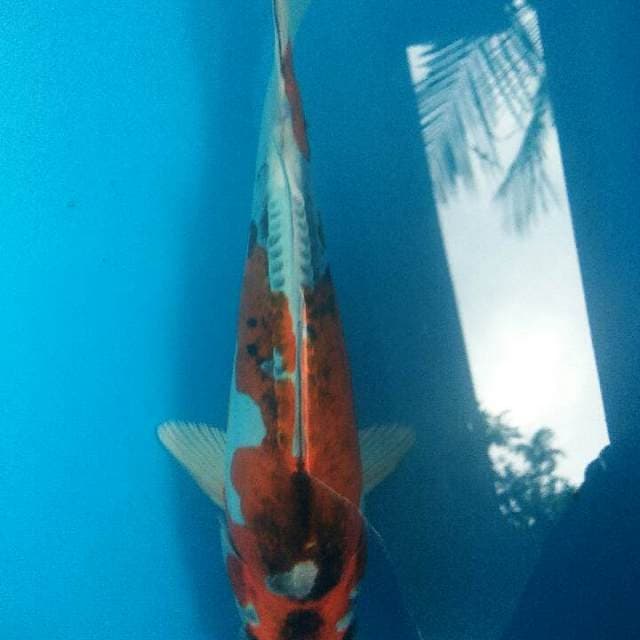 Benikiko