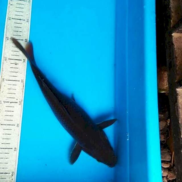 Cagoi 35cm